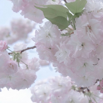 Furry插画风格解析福瑞群